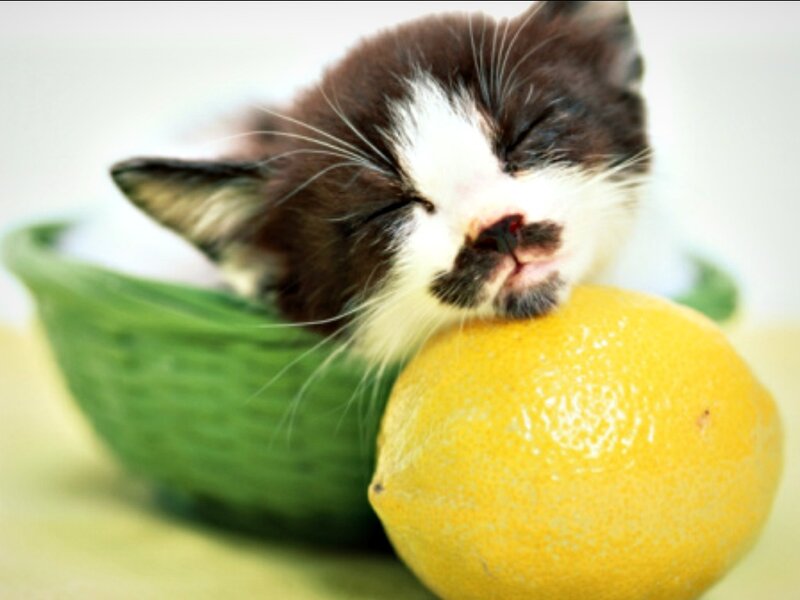 Sleeping Kitten — Yellow