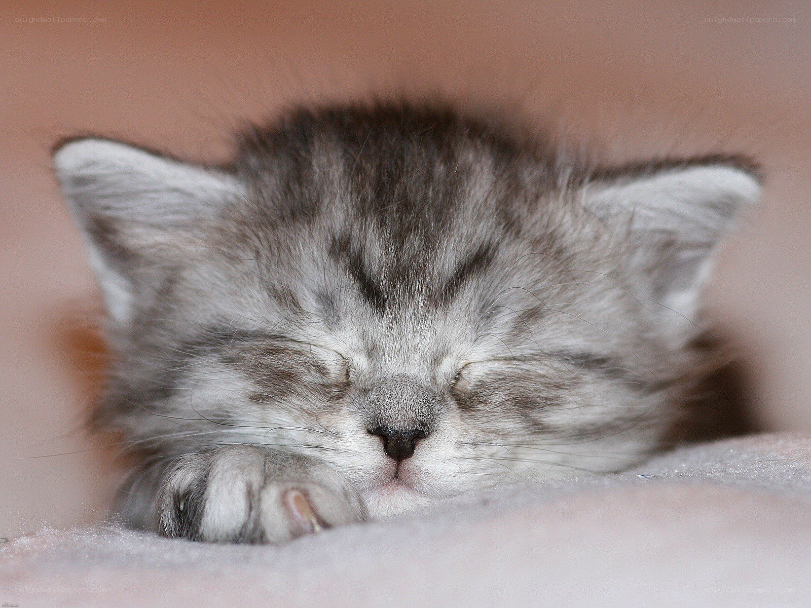 sleeping kitten