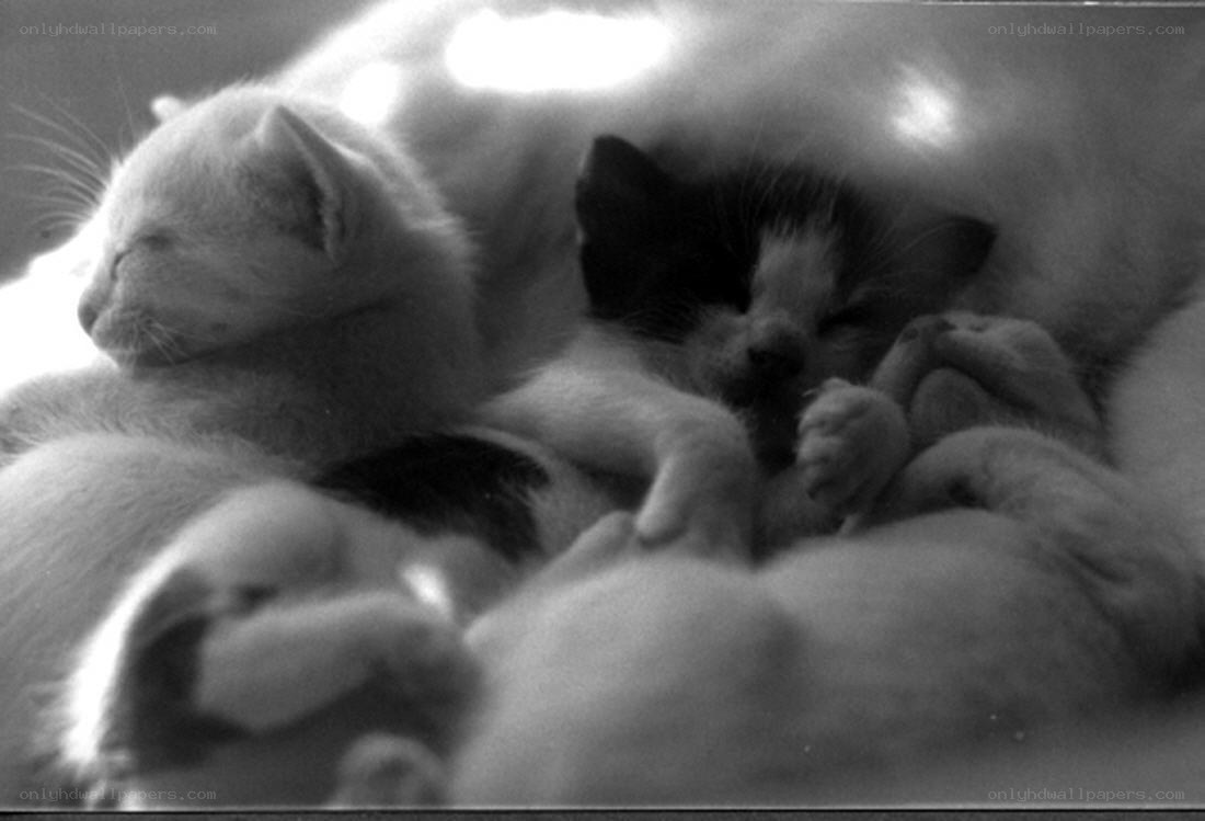 Sleeping kittens huddled together