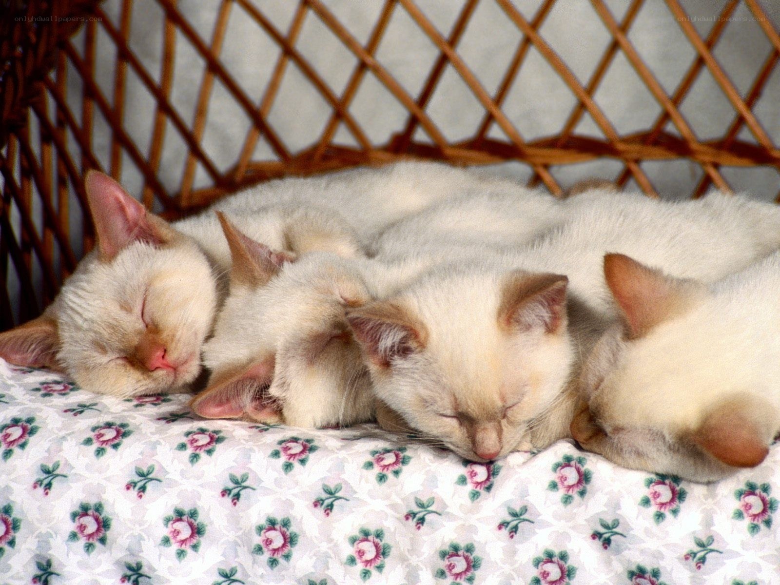 Sleeping kittens in a basket