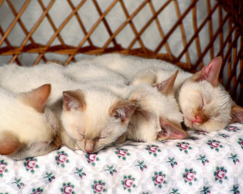 Sleeping kittens in a basket