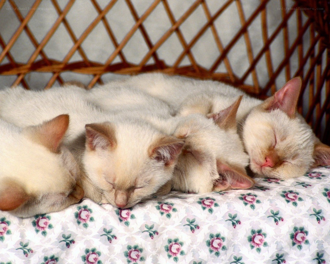 Sleeping kittens in a basket