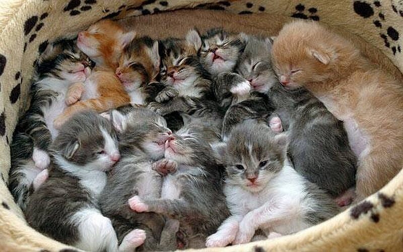 Sleeping kittens in a bed
