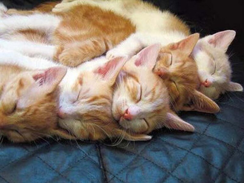 Sleeping kittens in a row