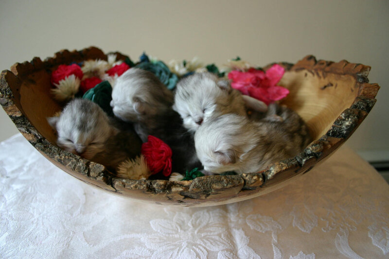 Sleeping kittens in a wooden bowl