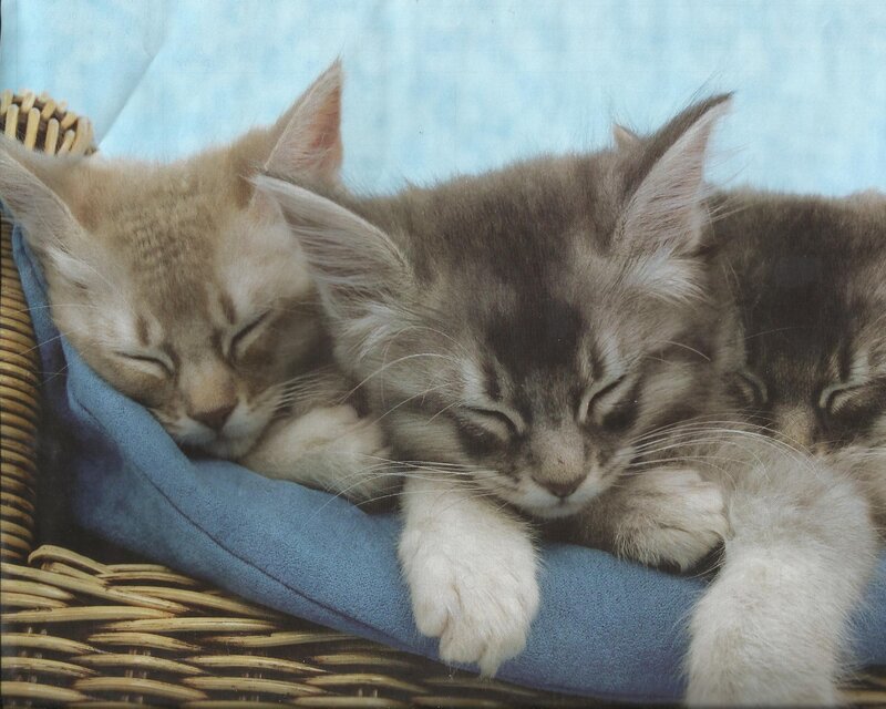 Sleeping Kittens in Basket — Blue