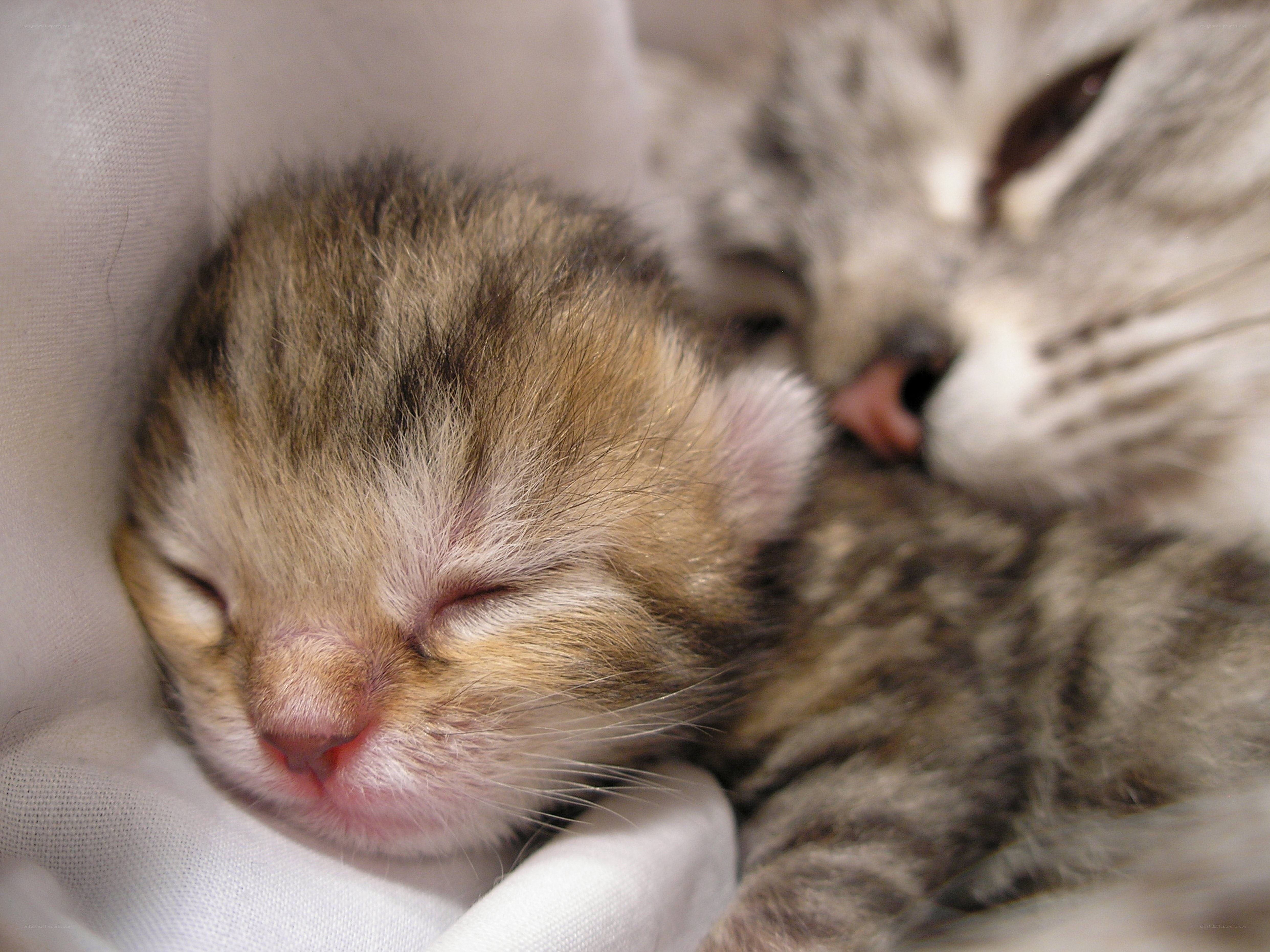 Sleeping kittens nestled together