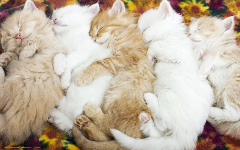 Sleeping kittens on blanket