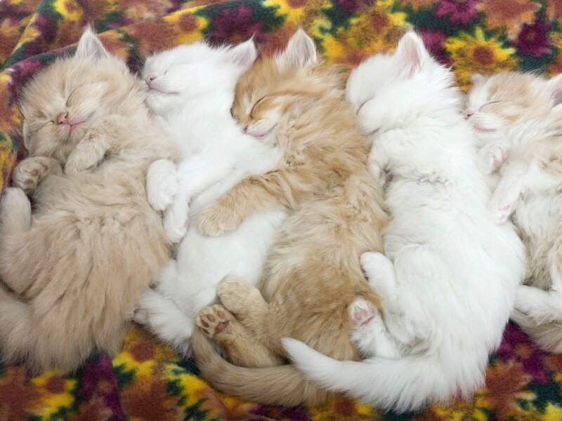 Sleeping kittens on blanket