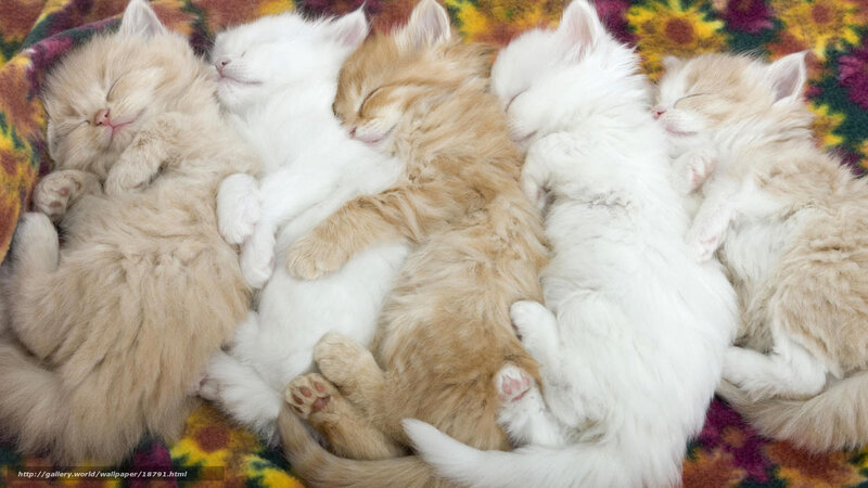 Sleeping kittens on blanket