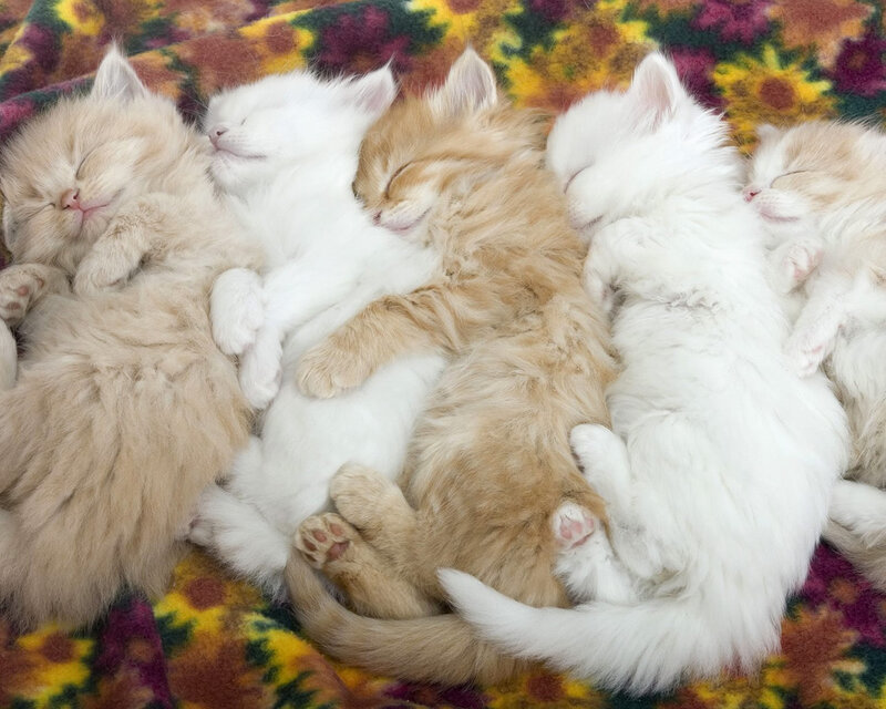 Sleeping Kittens