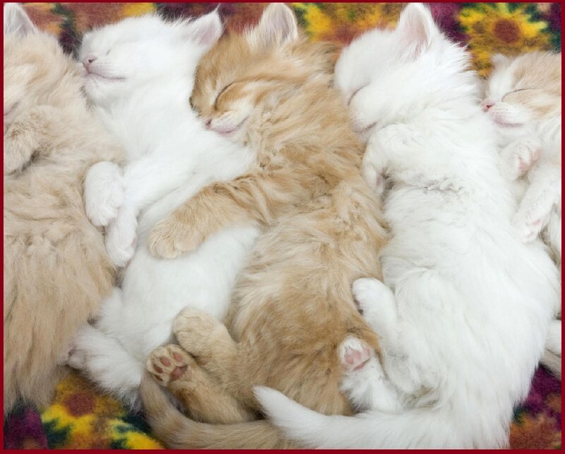 Sleeping Kittens — White, Peaceful, Photograph, Blanket