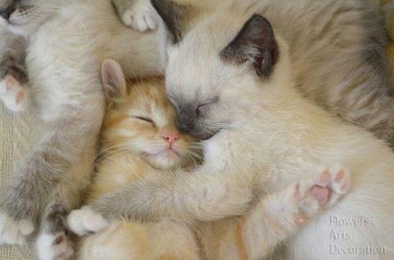 Sleeping Kittens — White, Peaceful, Photograph, Fabric