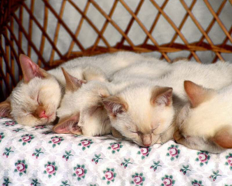 Sleeping Kittens — White, Peaceful, Photograph