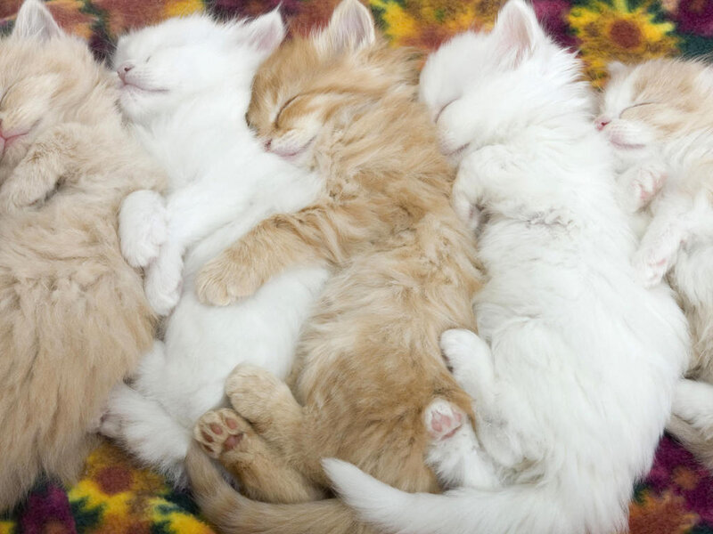 Sleeping Kittens — White