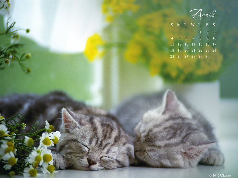 Sleeping kittens with flowers