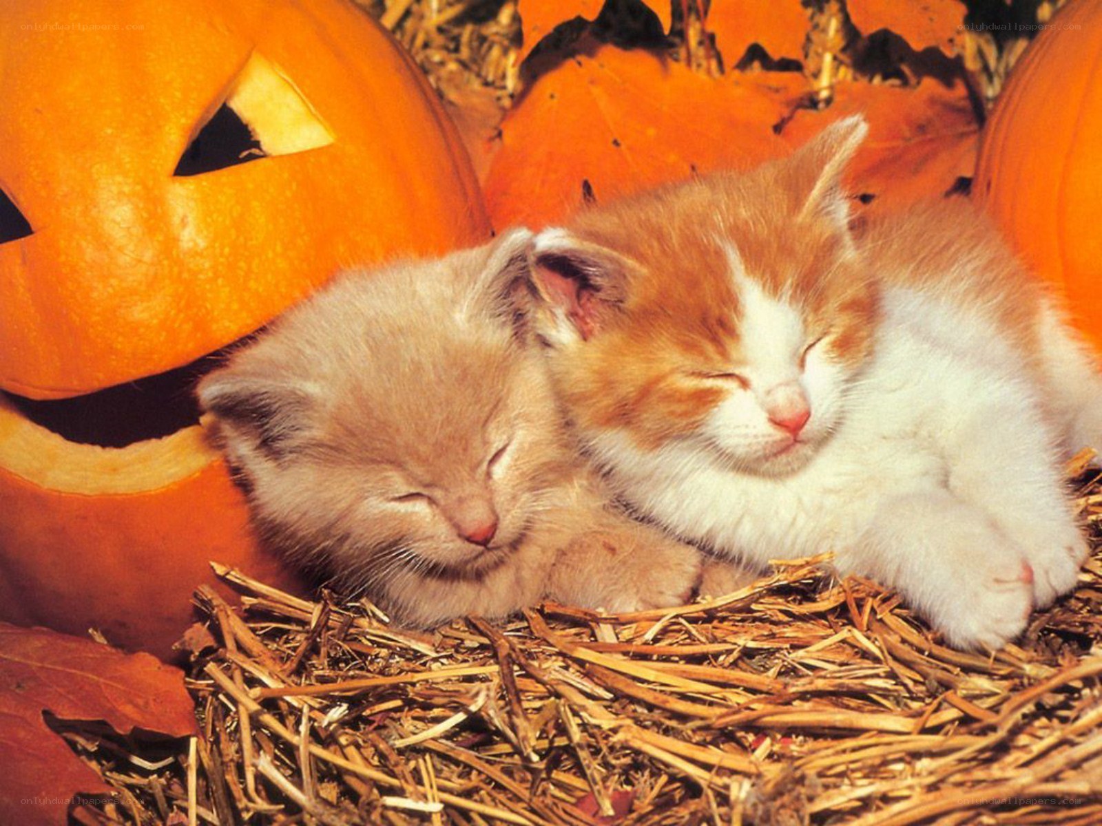 Sleeping kittens with pumpkins