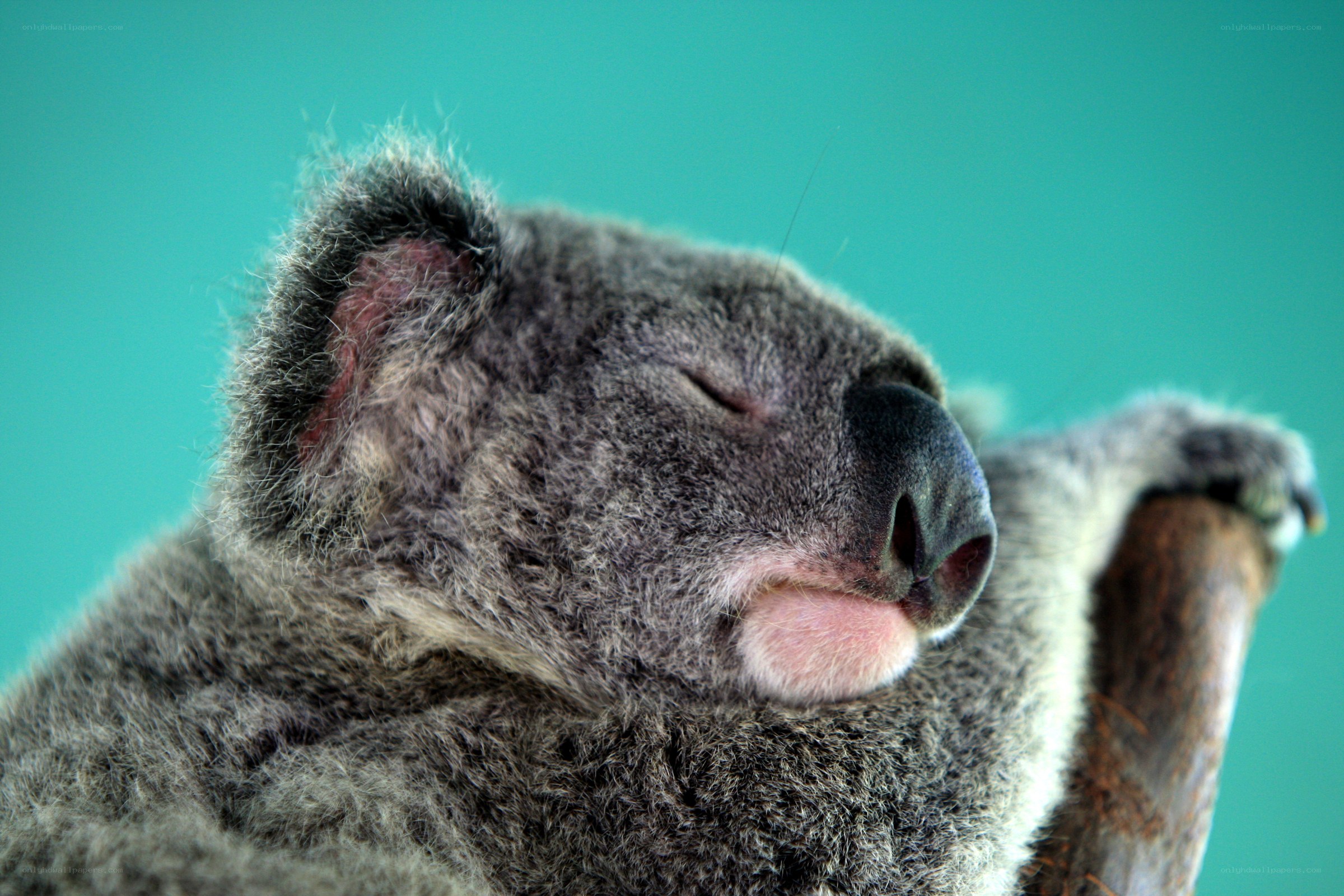 Sleeping koala close-up