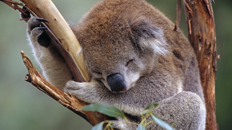 Sleeping koala in a tree