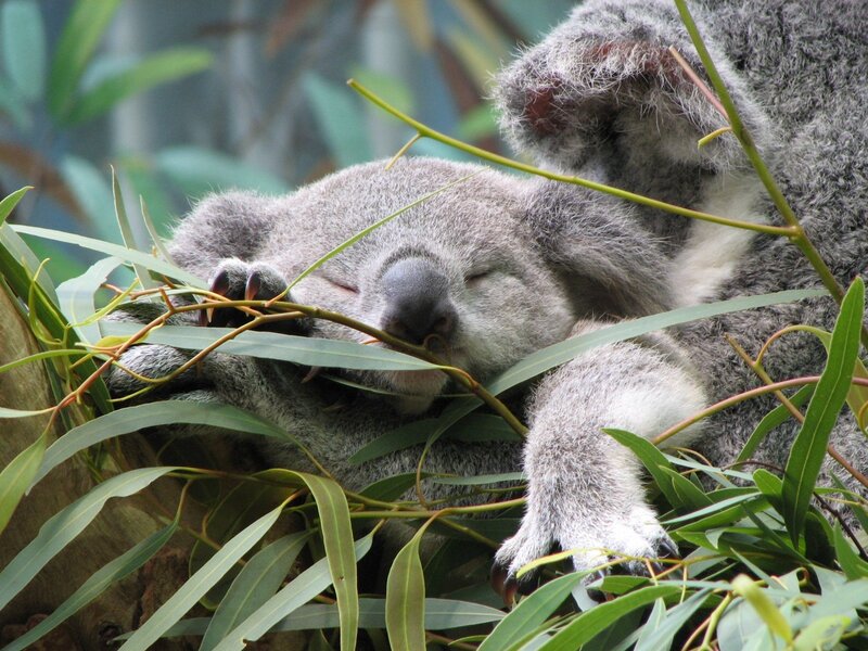 Sleeping koala in eucalyptus tree