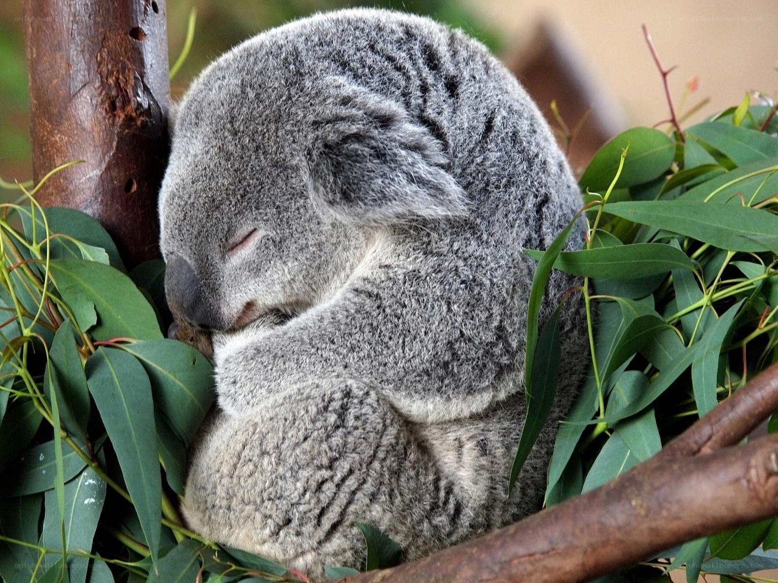 Sleeping koala in tree