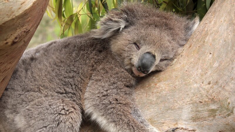 Sleeping koala in tree