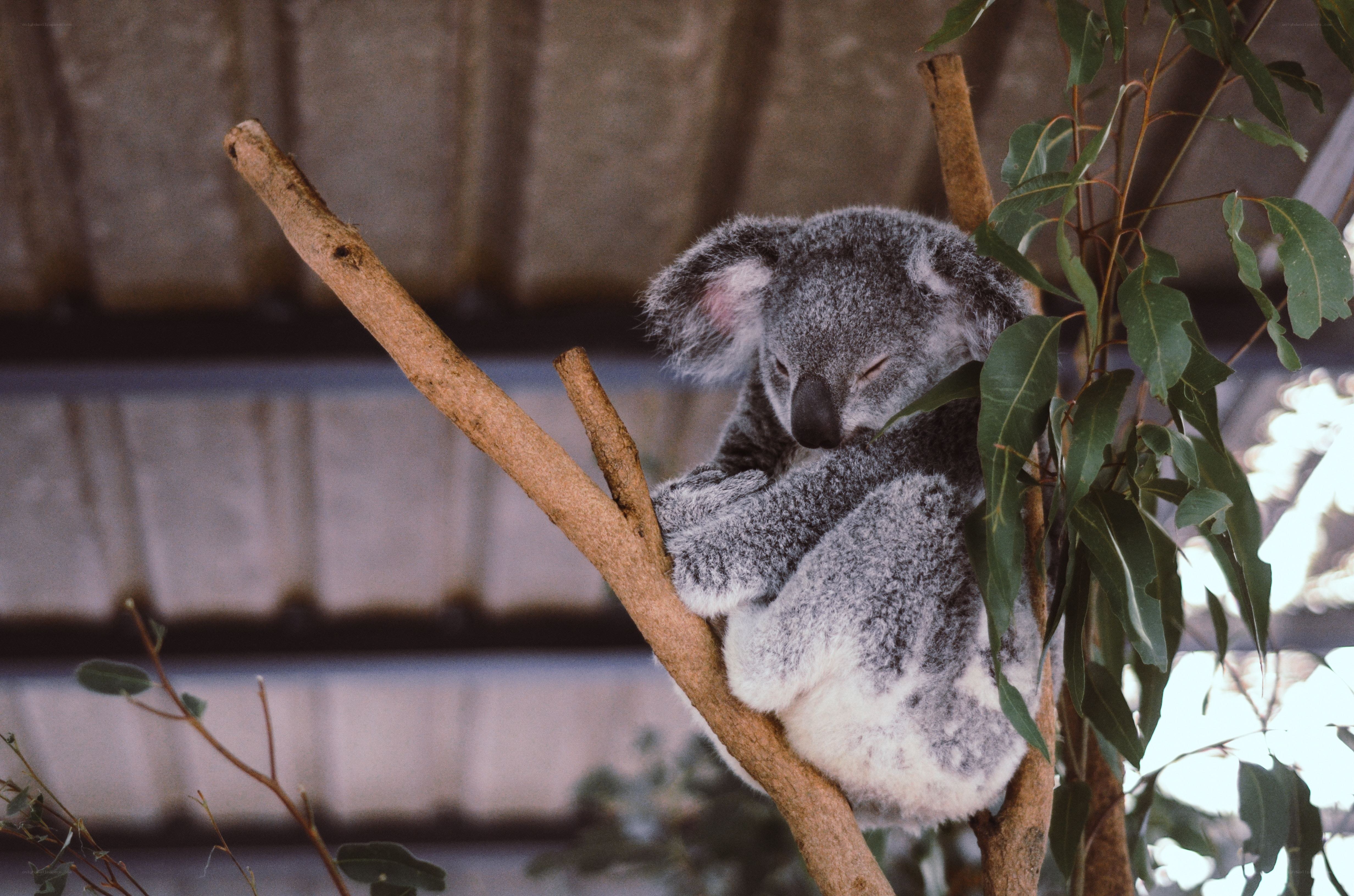 Sleeping koala on a branch
