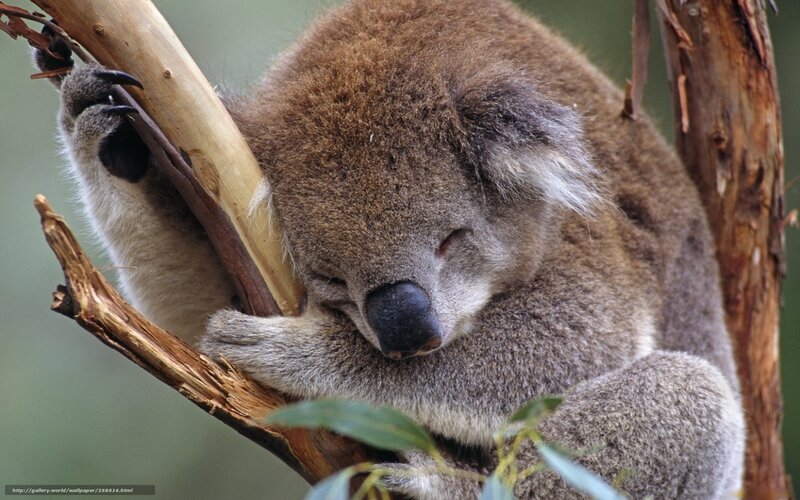 Sleeping koala on a branch