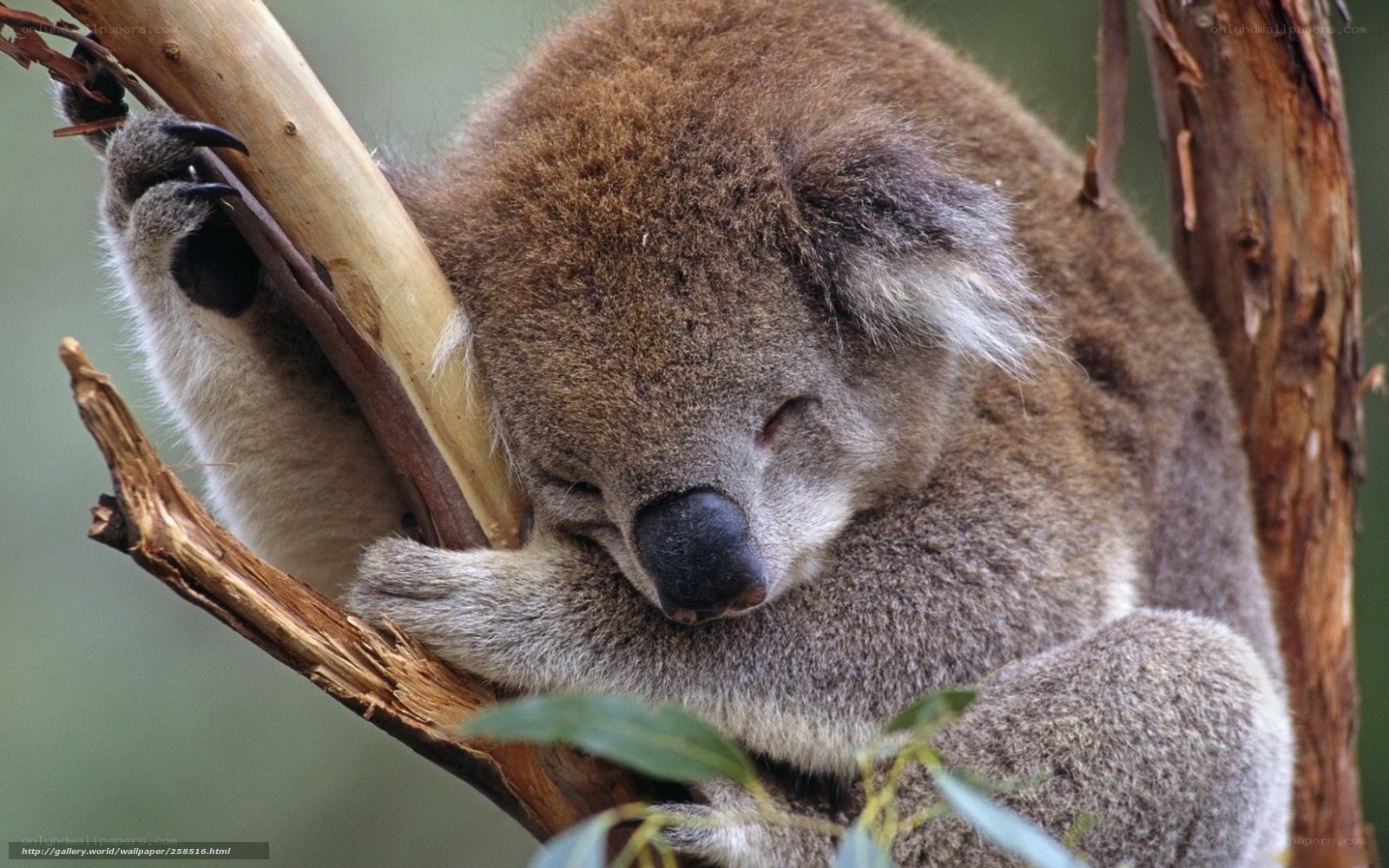 Sleeping koala on a branch