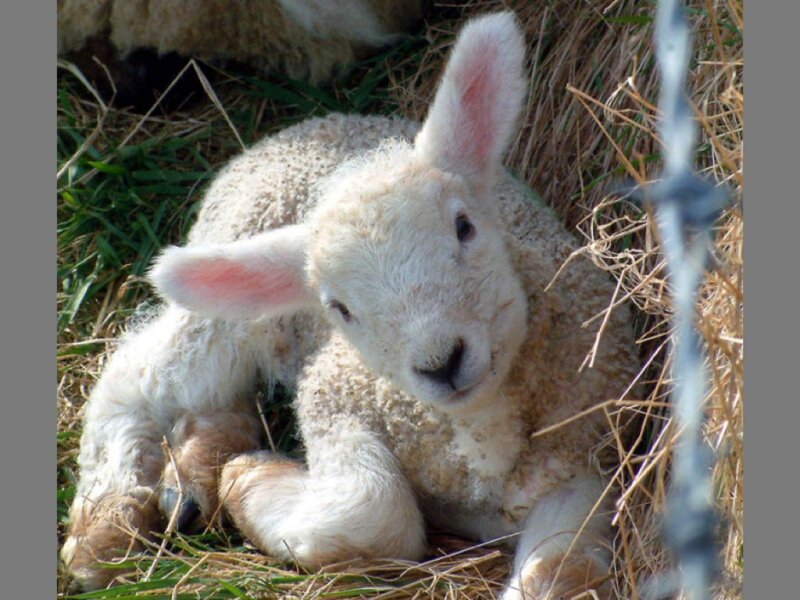 sleeping lamb in hay