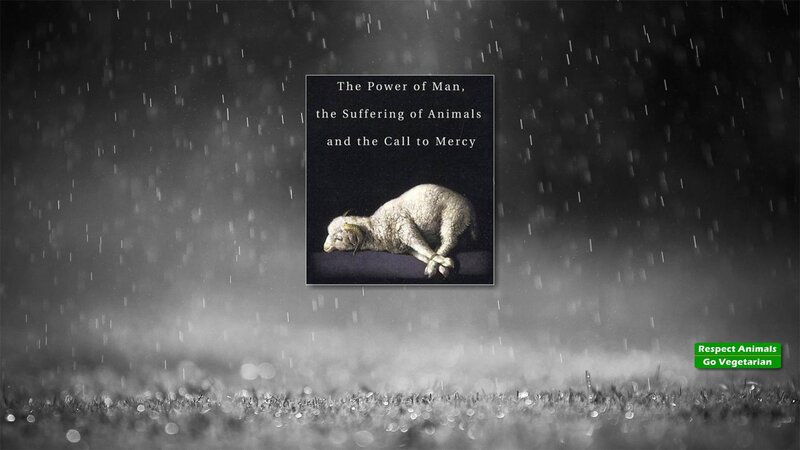 Sleeping Lamb in Rain