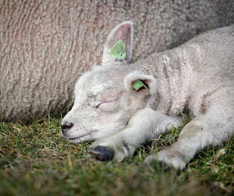 Sleeping Lamb on Grass