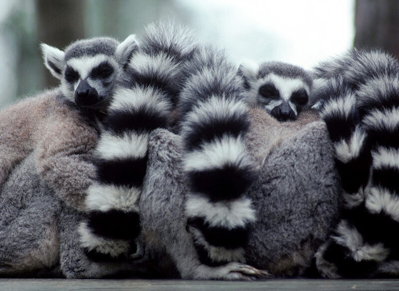 Sleeping Lemurs Huddled — Gray