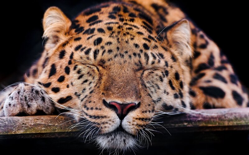 Sleeping Leopard — Brown, Calm, Photograph, Log