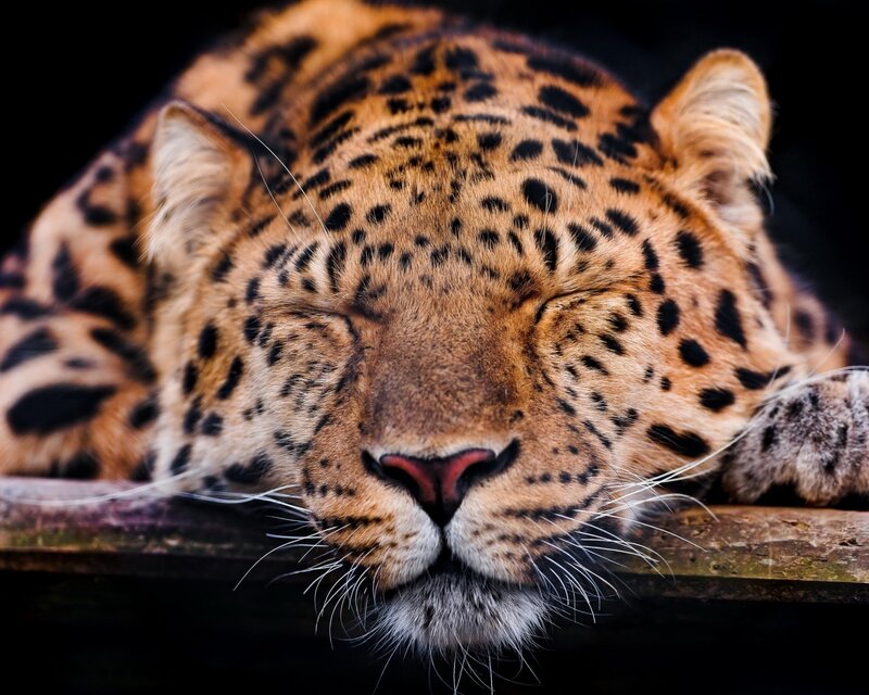Sleeping Leopard — Brown, Calm, Photograph