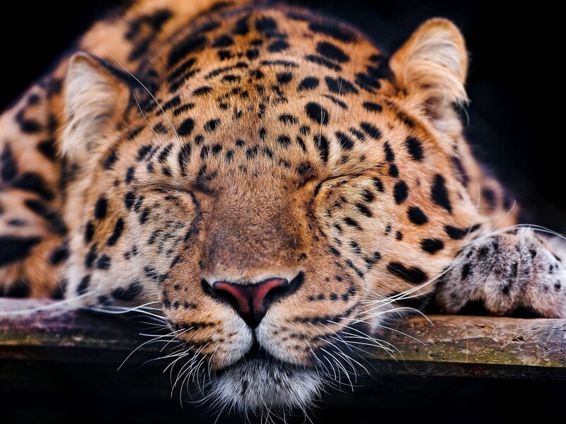 Sleeping Leopard — Brown, Calm