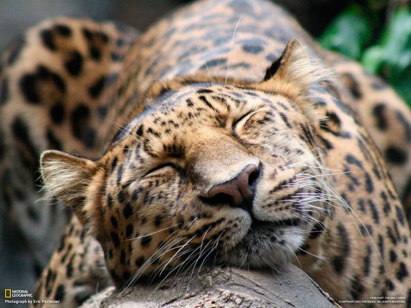Sleeping Leopard — Brown, Peaceful, Photograph, Log