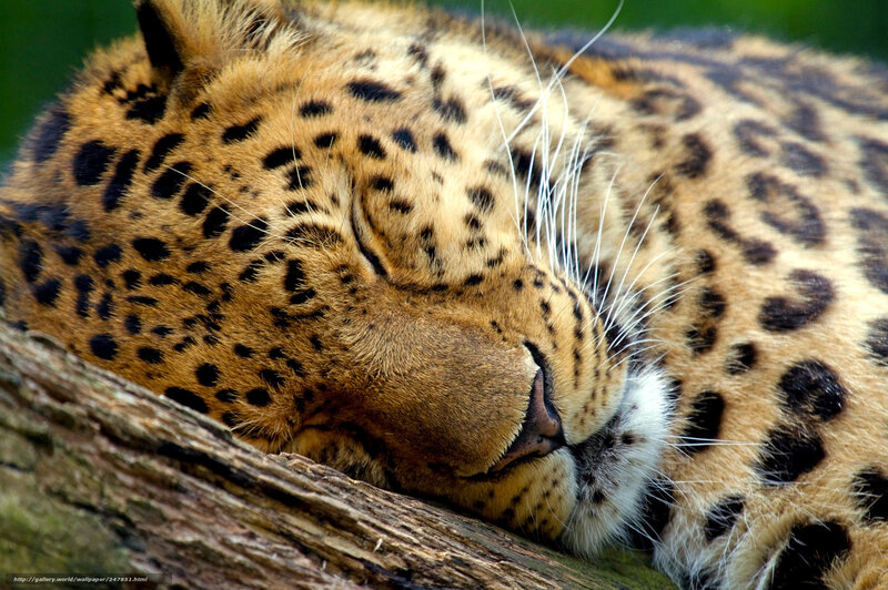 Sleeping Leopard — Brown, Peaceful, Photograph, Log, Whiskers
