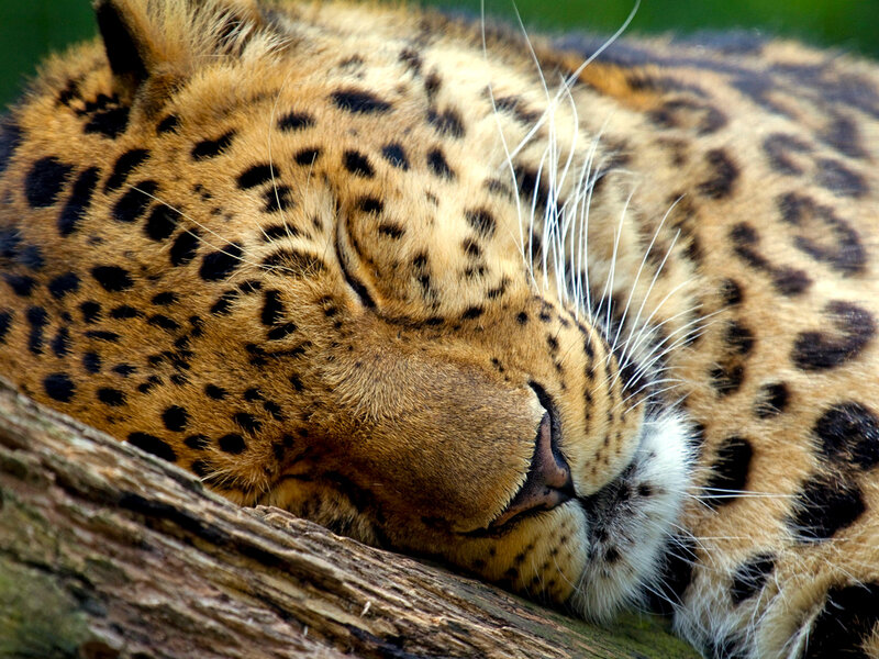 Sleeping Leopard — Brown, Peaceful, Photograph