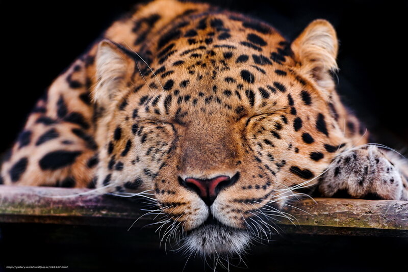 Sleeping Leopard — Brown, Serene, Photograph