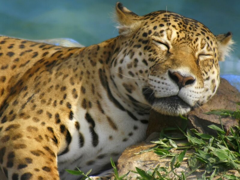 Sleeping Leopard — Brown, Serene