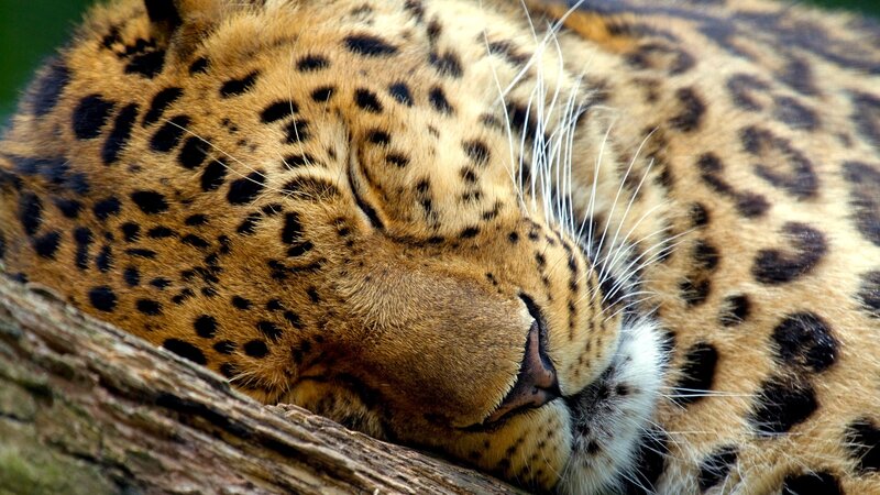sleeping leopard close-up