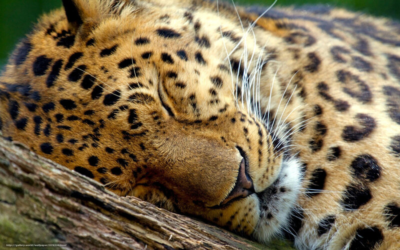 Sleeping leopard on a log