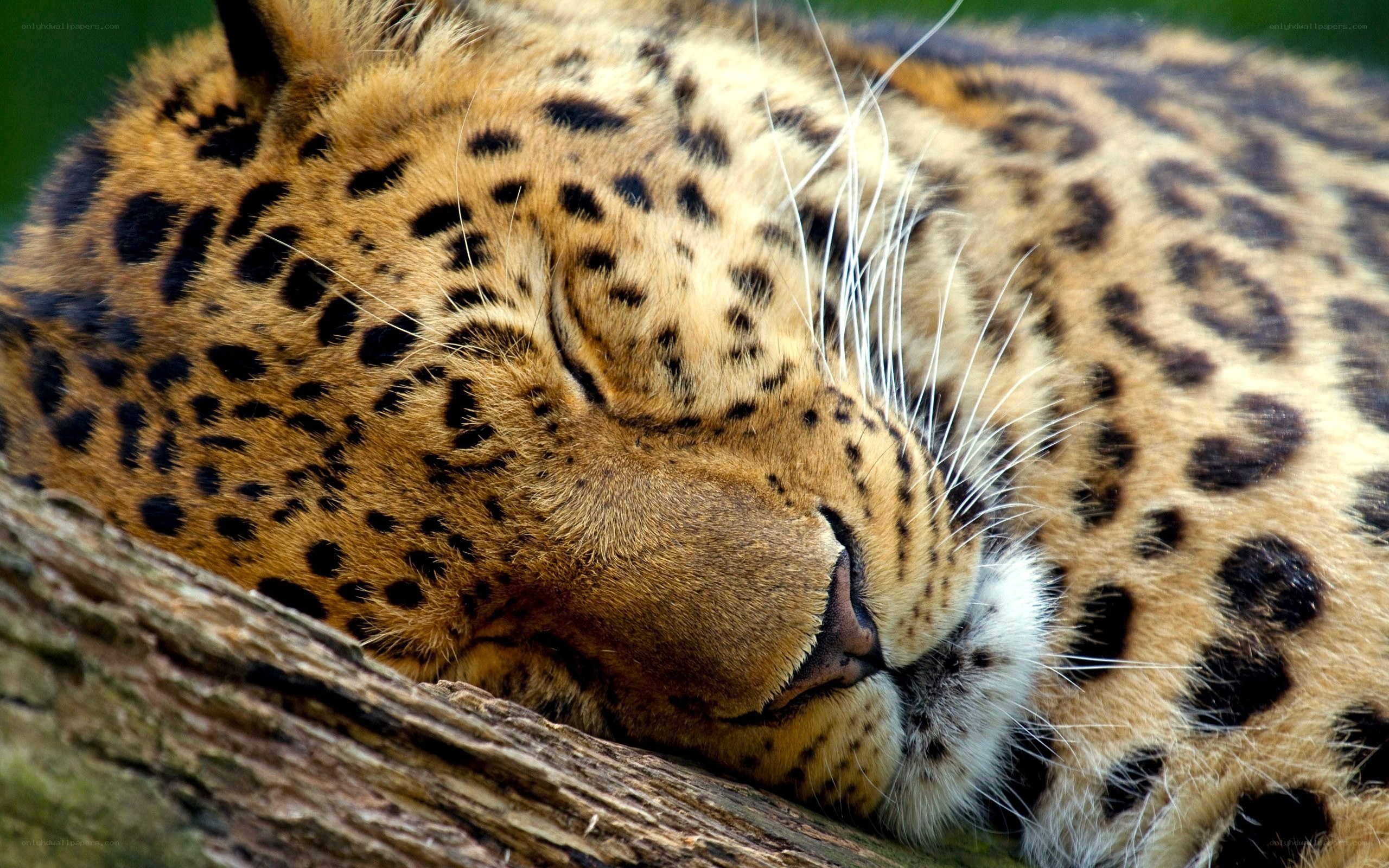 Sleeping leopard on a log