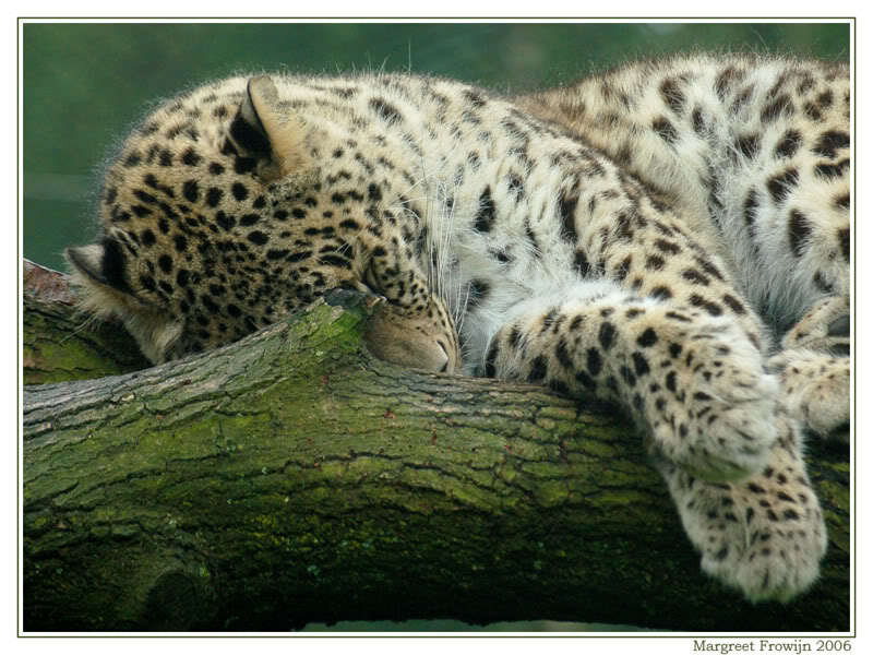 Sleeping Leopard on Branch