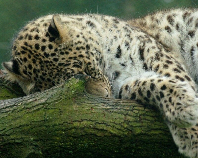 Sleeping Leopard on Log