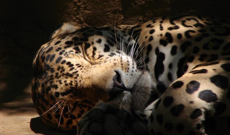 Sleeping Leopard