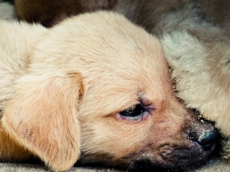 sleeping light brown puppy