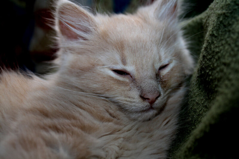 Sleeping Light-colored Kitten