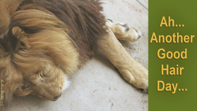 Sleeping Lion — Brown
